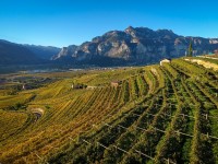 © Distilleria Bertagnolli