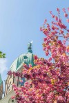 Blumenbilderneuss Quririnus-Mai2019 © Melanie Stegemann
