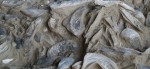Fossilienwelt Weinviertel