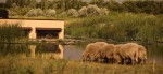 © St.Martins Therme & Lodge_Safarihide