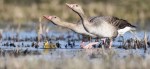 © St.Martins Therme & Lodge_Safarihide