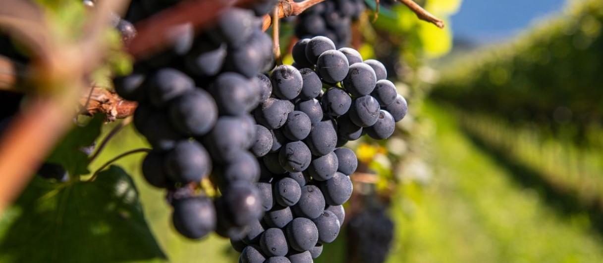 © Distilleria Bertagnolli