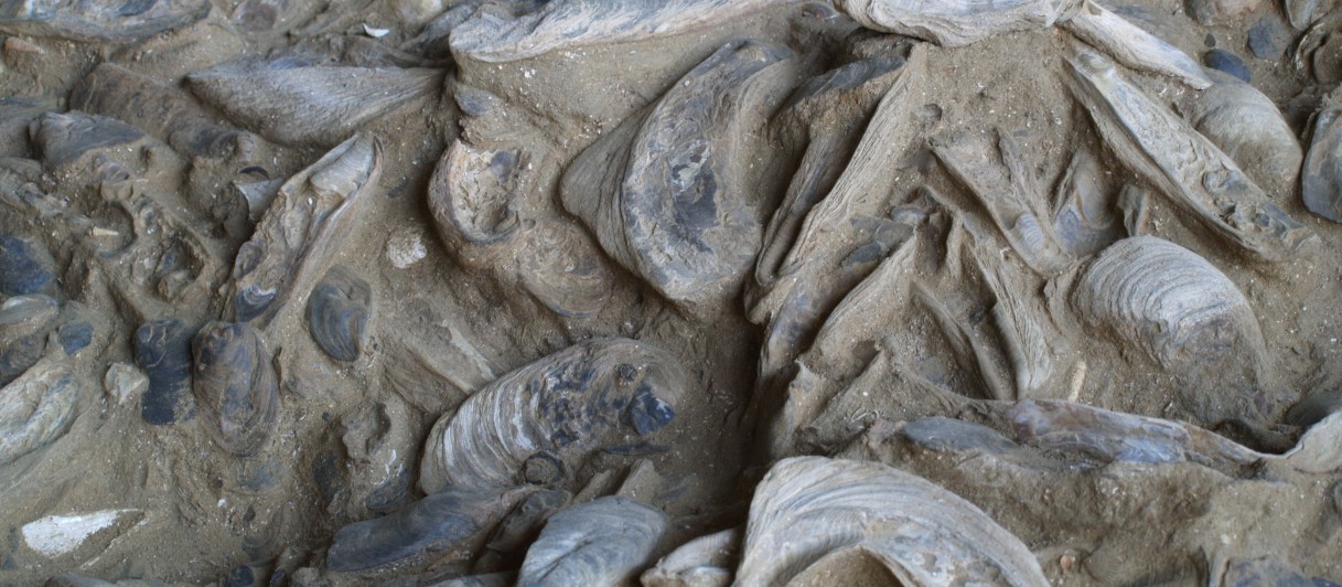 Fossilienwelt Weinviertel